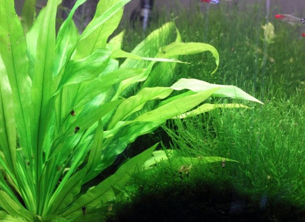 Algen im Aquarium
