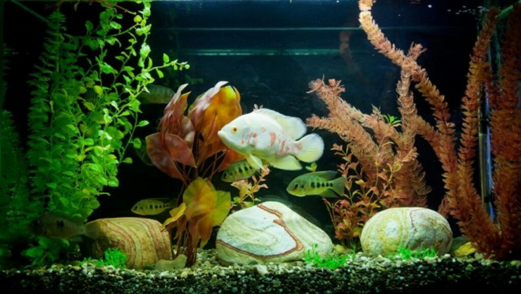 aquarienpflanzen