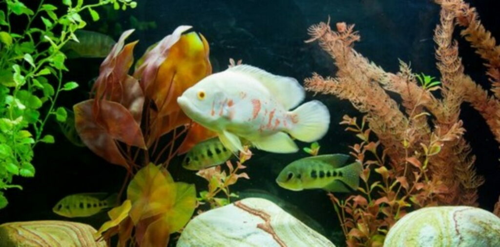 fische_im_aquarium