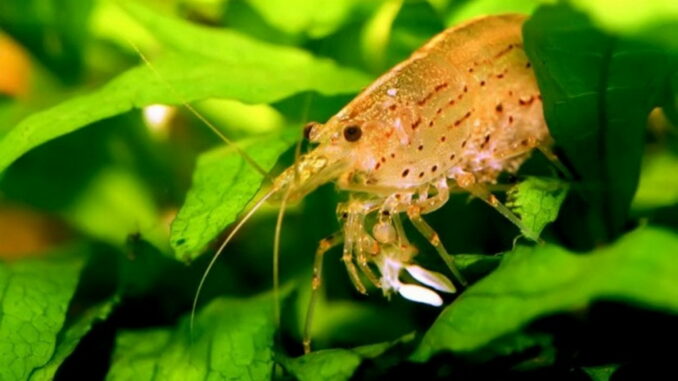 marmorgarnele marmorgarnele